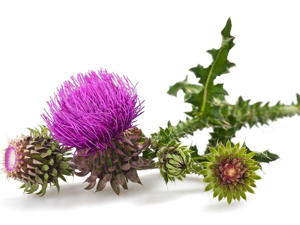 Milk thistle in Alcozar